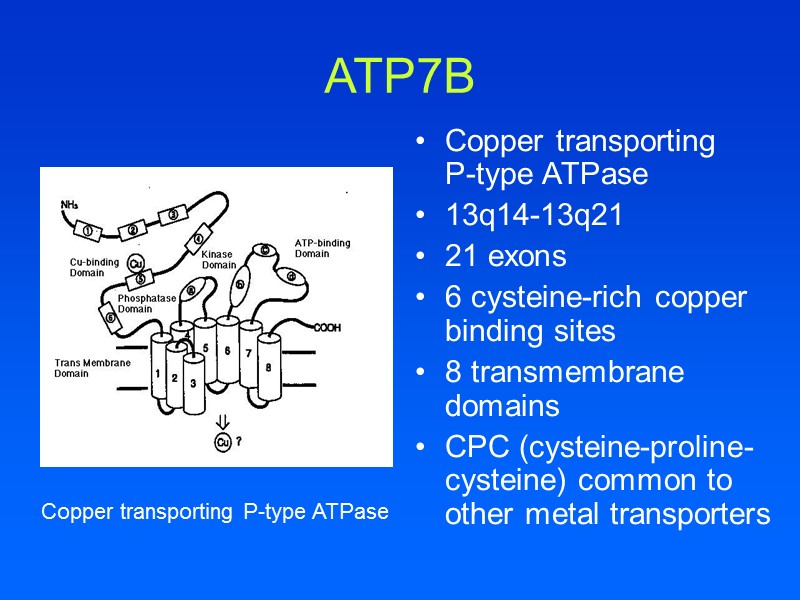 ATP7B Copper transporting     P-type ATPase 13q14-13q21 21 exons 6 cysteine-rich